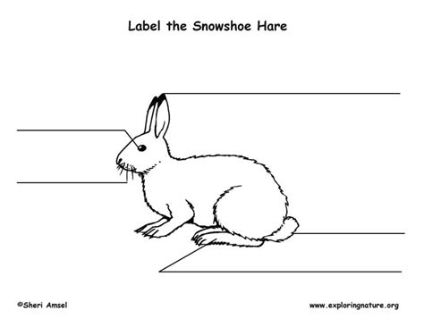 Download Hare (Snowshoe) Labeling Page