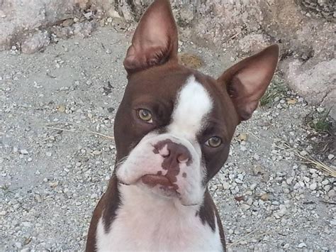 Uncover why all about puppies is the best company for you. Norman from Key Largo! Norman, you have the best markings... one of a kind!! | Boston terrier ...