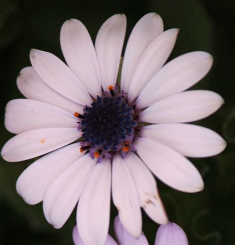 Maybe you would like to learn more about one of these? crazy daisy | Flower pictures, Flowers, Plants