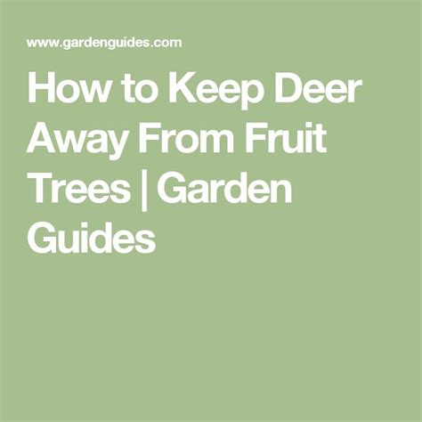 Even if squirrels don't handle or nibble on moth balls, they don't like the odor. How to Keep Deer Away From Fruit Trees | Garden Guides ...