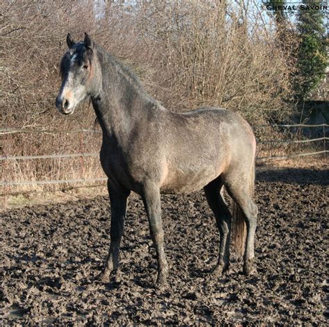 Uvéite récurrente du cheval (dénommée aussi fluxion périodique, iridocylite) est la cause la plus importante de cécité. Gale de boue du cheval | Magazine Cheval / MonChval Mag ...