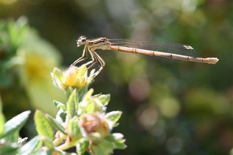 Manusia, alam, batu, fotografer, rekreasi luar ruangan, kamera digital gambar di domain publik, tidak dilindungi hak cipta, tanpa hak cipta, gratis untuk digunakan. Gambar : alam, cabang, bunga, serangga, Flora, fauna, invertebrata, merapatkan, damselfly ...