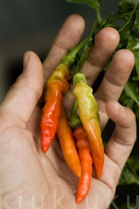 99 Gambar Cabe Rawit Kartun Keren | Cikimm.com