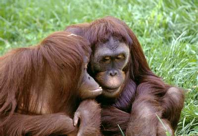We did not find results for: gambar orang utan | Indonesiadalamtulisan || Terbaru 2014