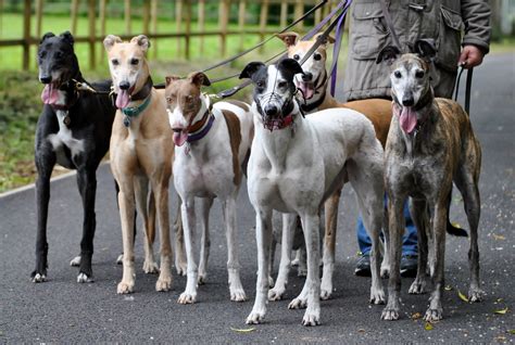 Many greyhounds are rescued from racing tracks or adopted once they retire from racing. Sponsor A Greyhound - Greyhound Trust