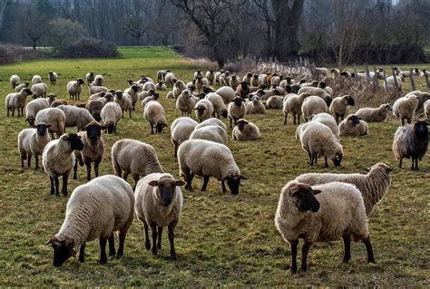 Ny dramatik i syriska tragedian. Herde Foto & Bild | tiere, haustiere, nutztiere Bilder auf ...