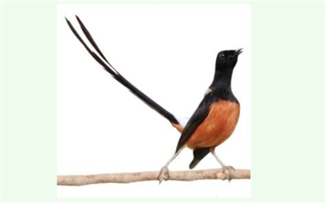 Punya pertanyaan, kritik & saran. Burung Murai Batu Png 3 Png Image