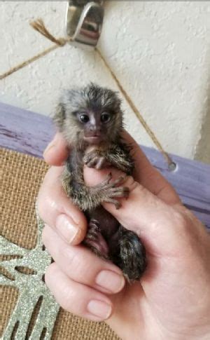 A wide variety of pet monkey sale options are available to you, such as material, local service location. Finger Monkey For Sale Price - Chrisyel