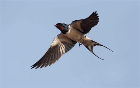 My sorrow i swallow follow me oh hell, no. Take On Nature: 'I meditate upon a swallow's flight' - The ...