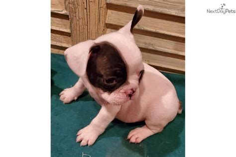 For those who are looking for english bulldog puppies for sale in san antonio texas, there are two breeders based in san antonio, texas that recommended by the local puppy breeders. Rosco: French Bulldog puppy for sale near Houston, Texas ...