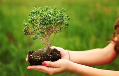 Come si usa la talea di bonsai? Come curare un bonsai | DeAbyDay