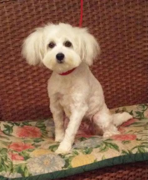 Animal services welcomes adopters from out of county and state, but does not transport animals. Maltipoo dog for Adoption in Tulsa, OK. ADN-811586 on ...