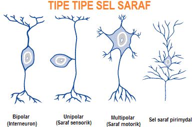 Kerja sama diantara sistem saraf pusat serta sistem saraf tepi menghasilkan perubahan cepat pada tubuh dalam menanggapi rangsangan dari lingkungan luar. Sistem Saraf manusia - Materi Biologi SMA-MA Kelas XI IPA ...