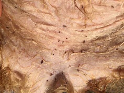 The disease is spread by mosquito bites. Can Fleas Live In Human Hair? | PestSeek