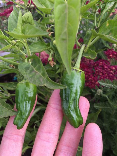 Padrón peppers, also called herbón peppers, are a variety of peppers (capsicum annuum) from the municipality of padrón in northwestern spain. Summer in the Garden at Bay Meadows: San Mateo