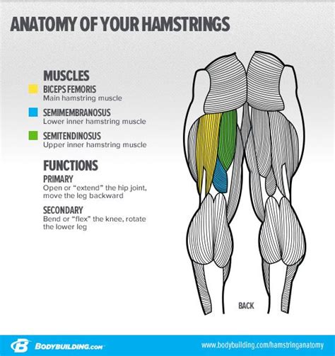Build stronger hamstrings with the glute ham raise machine (otherwise known as the glute ham developer). 90 best images about NASM on Pinterest | It band, Rotator ...