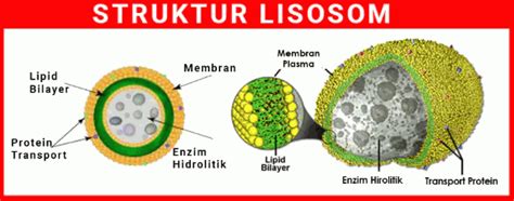 The protease can be used for the removal of affinity tags from fusion. Lisosom: Pengertian, Struktur, Fungsi, Jenis, dan Gambar ...