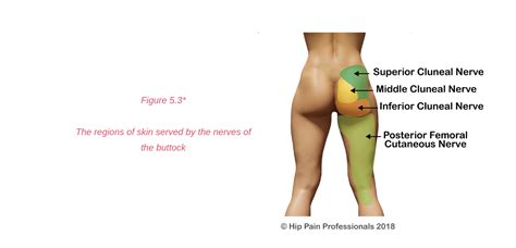 Where do the adductor muscles it also assists in flexion and medial rotation of the femur at the hip joint. Upper Buttock Pain - Sacro-illiac Joint Area Pain