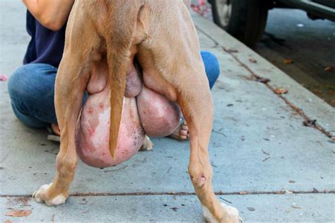 If you find a lump, hard area or any changes, make that appointment with your vet as soon as possible. This poor pit-bull has testicular cancer. This CAN happen ...