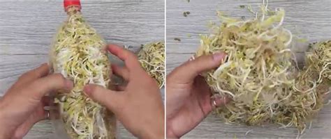 Untuk membuat alat pembakaran ini saya membuatnya dari bahan plat seng yang dibulatkan membentuk silinder menyerupai cerobong asap sepanjang 1 meter dengan diamater 17 cm , saya mendapatkan ukuran seperti itu karena saya. Cara Membuat Toge/Cambah : Cara Membuat Tauge Dari Kacang ...