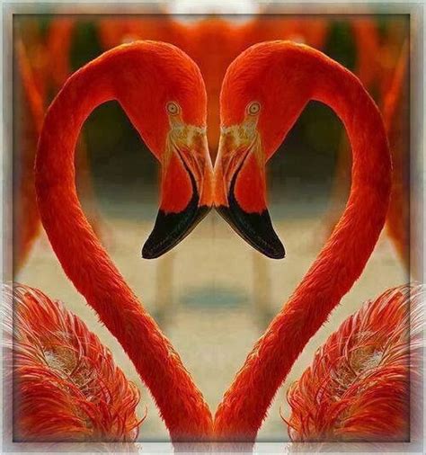 Jul 14, 2021 · tony mello, 68, passed away suddenly on march 19, 2021 at home surrounded by his family. Corazon de Flamengos | Flamingo pictures, Flamingo, Pretty ...