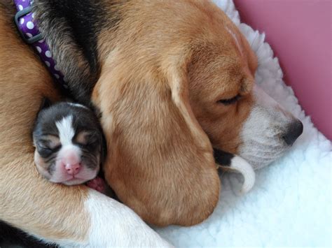 We did not find results for: **Beautiful KC Reg Tri-Colour Beagle Puppies** | Barnsley, South Yorkshire | Pets4Homes