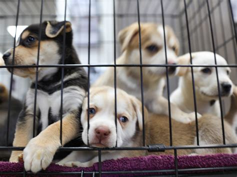 Welcome to euclid pet pals! Germany's biggest animal rescue shelters ban adoptions ...
