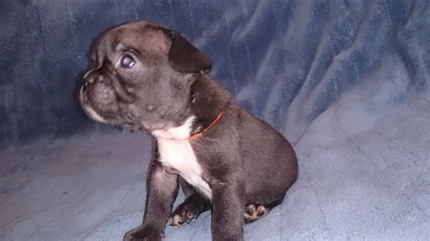 Our mission is to rescue brachycephalic dogs (mostly french. French Bulldog Puppies NYC