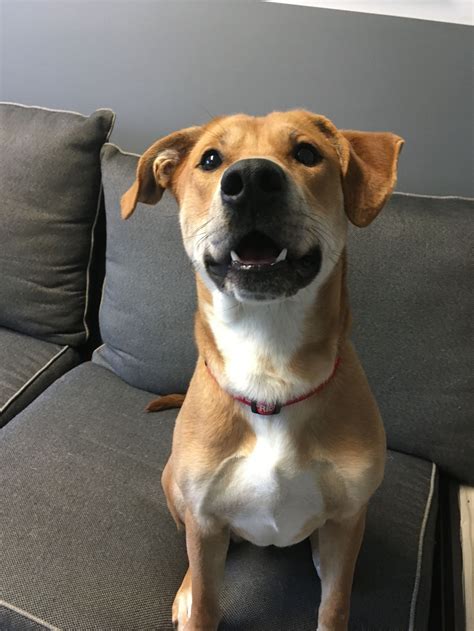 If you find a pooch you think might be right for you, call the shelter before heading out to make sure he or she is still available. Adopt Dexter on Petfinder | Dog adoption, Labrador ...