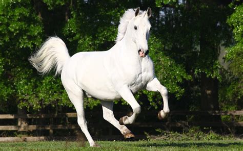 Ben je op zoek naar een kleurplaat voor je kind? Lipizzaner • Penny • Het paarden striptijdschrift voor de ...