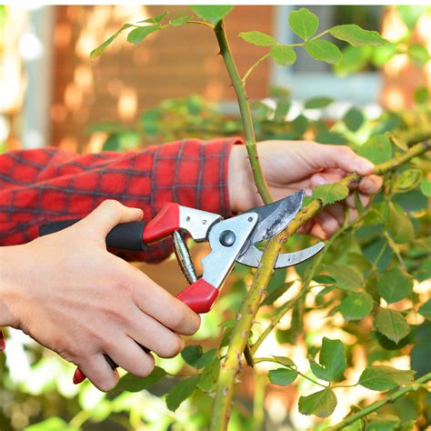 A piece of the stem or root of the source plant is placed in a suitable medium such as moist soil. How to Start Plants from Cuttings Rural Mom