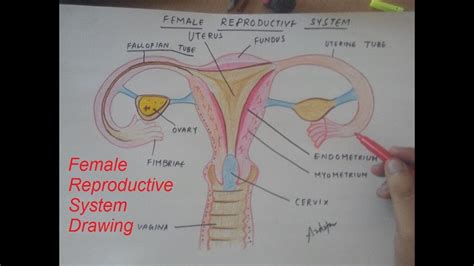 In flexion exercises you bend forward to stretch the muscles of the b. how to draw female reproductive system - YouTube