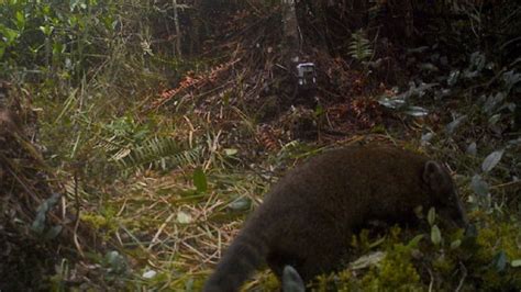 Que tiene las narices u otras áreas llenas de mocos. Cerros Orientales de Bogotá: los animales que ...