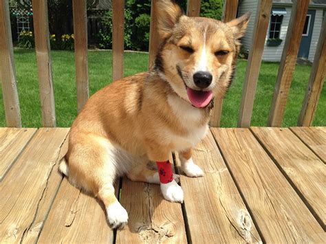 Maybe you would like to learn more about one of these? I just gave blood. Didn't hurt. I just smiled. : corgi