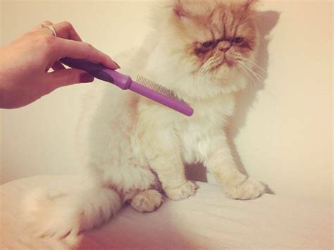 Furminating weekly will help with shedding. Best Brush For Long-Haired Cats | Persian Cat Corner