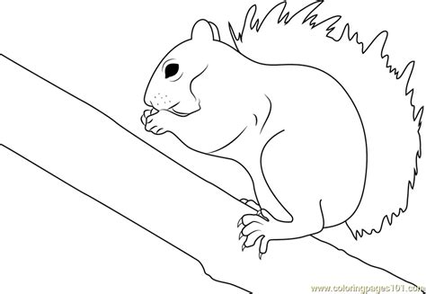 Not only can it be a fun filled activity, it can also. Eastern Grey Squirrel Coloring Page for Kids - Free ...