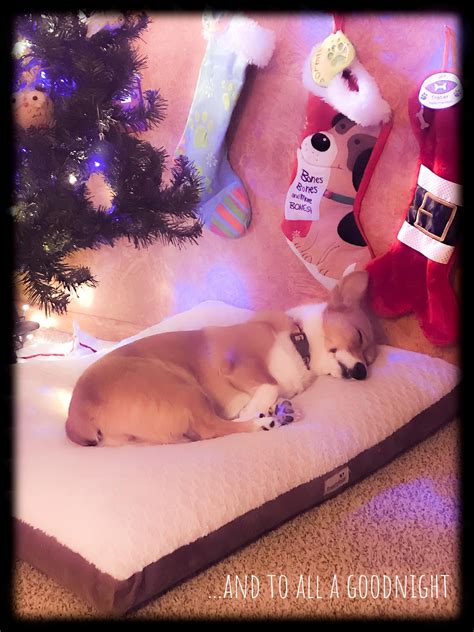 Another way to ask this: Zelda enjoying a festive nap Please donate us...Hello ...
