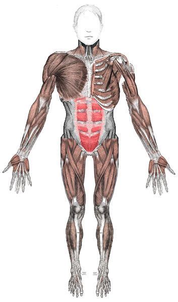 It is long and thin, running across the. This diagram shows the anterior muscles of a fully ...