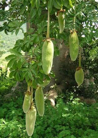 Australian baobab is scientifically known as adansonia gregori. Flora e fauna / Mauritania / Africa occidentale / Africa ...