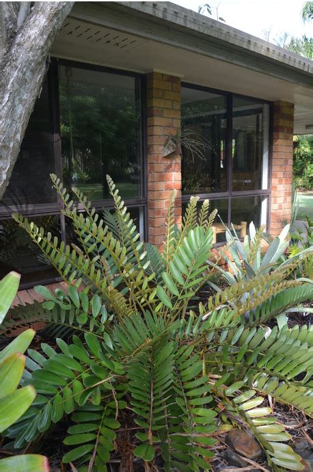 This is one of the most commonly grown cycads in all of california and florida (and probably many other states near florida). Zamia furfuracea (Cardboard Cycad)