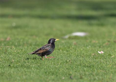 See more of 在日カナダ大使館 on facebook. ガルテン日和 カナダの鳥・・・ホシムクドリ、テリムクドリモ ...