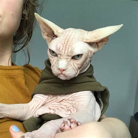 The sphynx (also known as canadian hairless or mexican hairless) is a rare breed of cat known for its lack of a coat. Loki The Grumpy Sphynx is Here And You Should All Bow ...