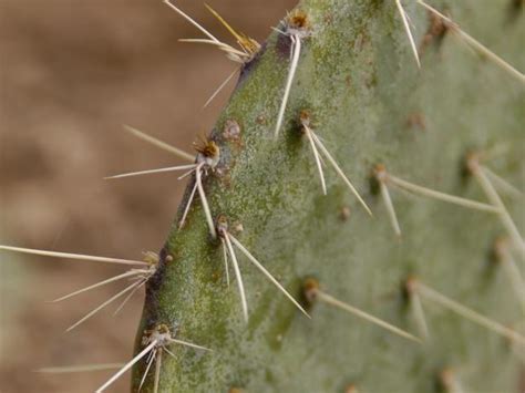 While also finishing my a.s. Prickly Pear Cactus | HGTV