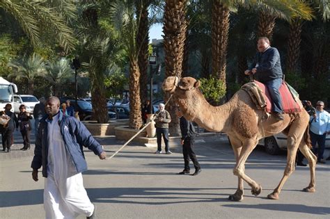 Bactrianus) and wild bactrian camel , (genus camelus ), either of three species of large ruminating hoofed mammals of arid africa and asia known for their ability to go for long. Dromedary camels and tourists in the Holy Land ...