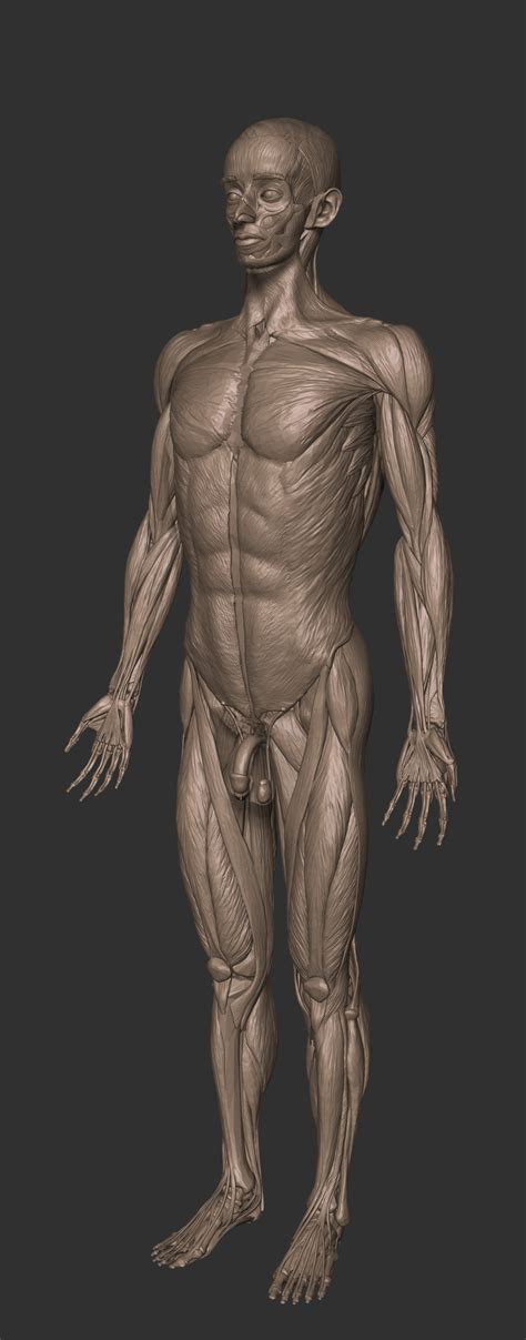 This is a high poly model of the male human figure with extremely accurate anatomy. Full anatomy model free download - zbrushtuts