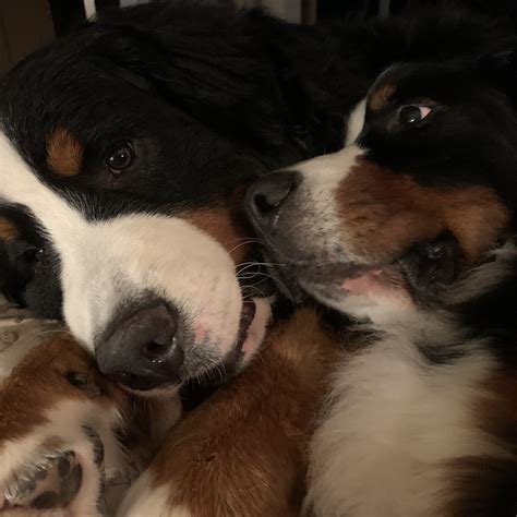 Maybe you would like to learn more about one of these? Let me tell you 'bout my best friend. | tracydonald | Flickr