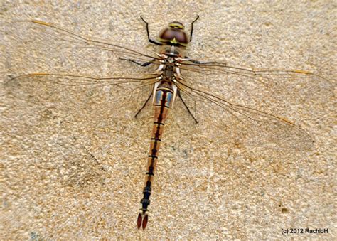 Support the project by making a donation with any amount. Vagrant Emperor - British Dragonfly Society