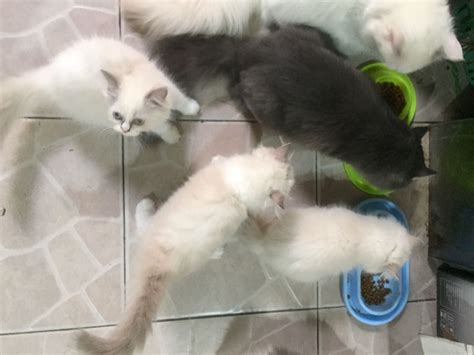 Chocolate break kepribadian kucing menurut warna bulu kucing menentukan keagresifannya bagi kertas via bagikertas.blogspot.com. Gambar Kucing Anggora Warna Abu Abu - Koleksi Gambar HD