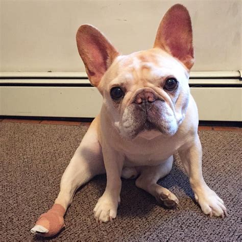 Due to their uneven weight distribution, french bulldogs should not be allowed to swim without a lifejacket, even under. French Bulldog Puppies Texas Rescue