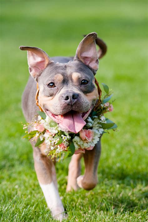 3,000+ vectors, stock photos & psd files. Dogs & Flower Crowns: What You Need to Know - Slutty Raver ...